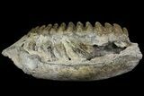 Fossil Stegodon Mandible with Molar - Indonesia #156723-7